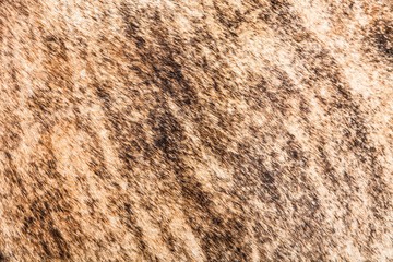 Wood, Wood Grain, Textured.