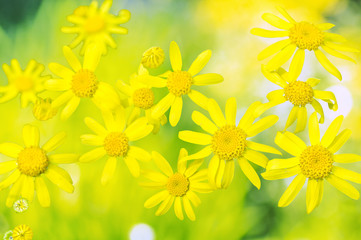 Flowers of spring groundsel on blurred  background