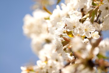 Spring, Flower, Blossom.