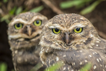 Owls - corujas buraqueiras
