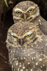 Owls - corujas buraqueiras