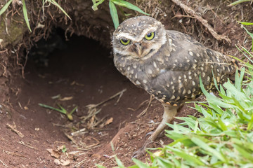 Owl - coruja buraqueira