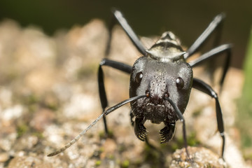 Gold ant head