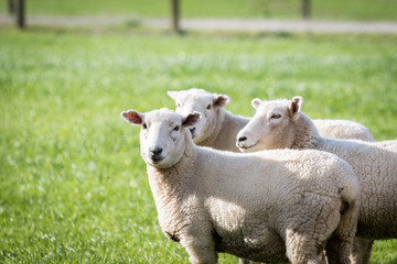 Naklejka na ściany i meble Sheep in lush green paddock