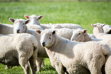 Naklejka na ściany i meble Pack of Sheep in lush green paddock
