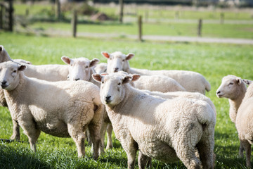 Naklejka na ściany i meble Flock of sheep in lush green grass