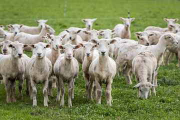Obraz na płótnie Canvas Flock of sheep that have just been shorn on green grass