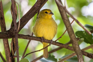 Little yellow birdie 