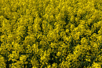Obraz premium Colza field close view
