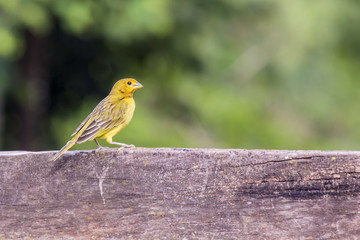 Little yellow birdie on the fence