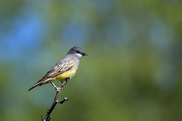 Cassin's Kingbird on a twig in Patagonia, Arizona, in spring