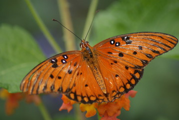Gulf Fritillary