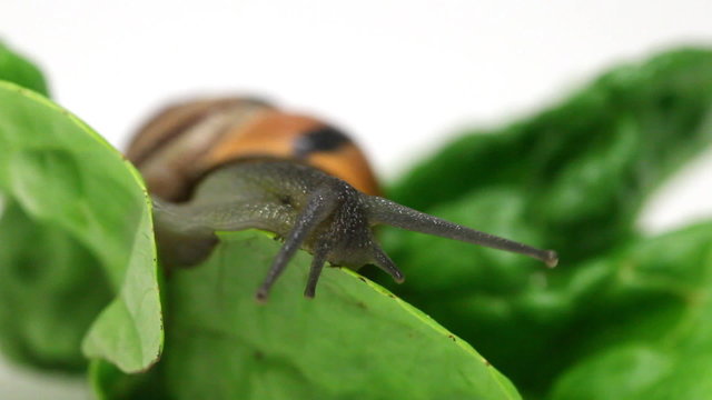 Brown copse snail (arianta arbustorum) on salad leaf in the garden