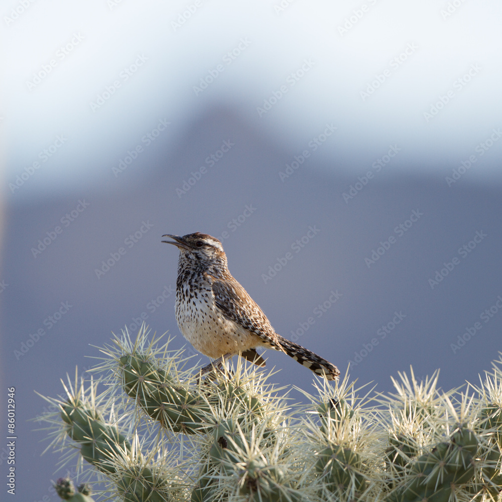 Wall mural Cactus Wren on a Cholla cactus in the Sonoran Desert near Tucson, Arizona