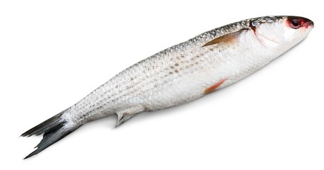 Salmon, Fish, Freshness.