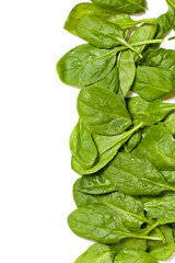 Fresh Green Spinach. Selective focus.