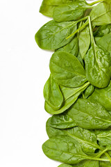 Fresh Green Spinach. Selective focus.