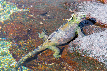 Marine Iguana and Water