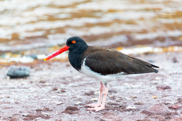 American Oystercatcher