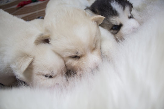 Alaskan Malamute (perro con sus cachorros), amamantar