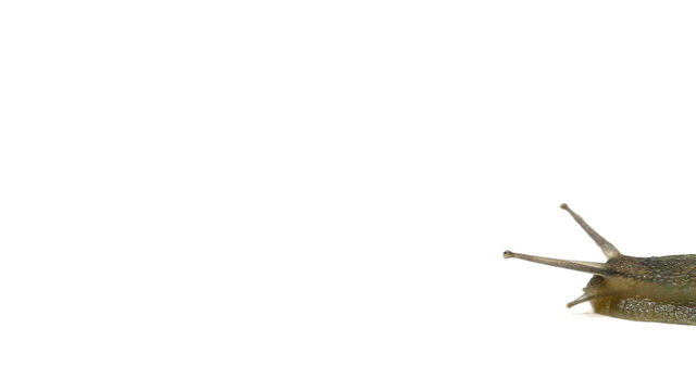 Brown copse snail (arianta arbustorum) on white background crossing frame from right to left
