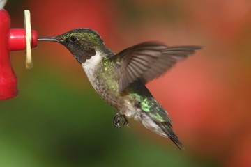 Ruby-throated Hummingbird (archilochus colubris)