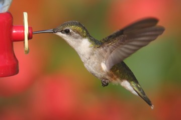 Ruby-throated Hummingbird In Flight