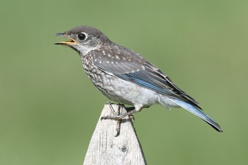 Baby Eastern Bluebird