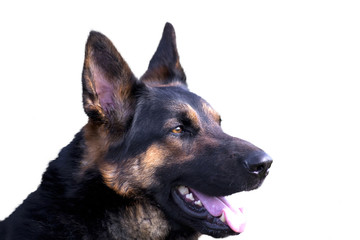 german shepherd dog portrait isolated on white background