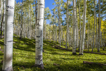 Aspen Grove in Autumn