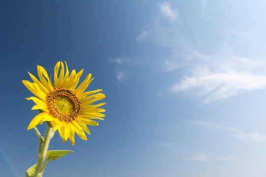 Single sunflower on blue sky