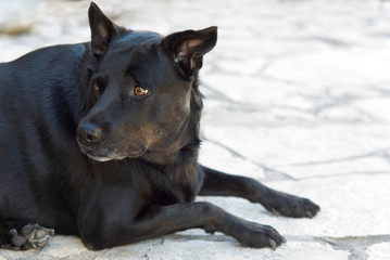Apprehensive Black Dog
