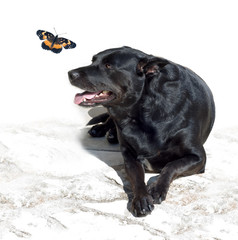 Black Lab Mix and Butterfly