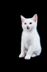 Naklejka na ściany i meble Cute White Kitten Isolated on Black