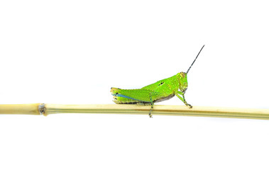Grasshopper green isolated on white.