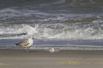Seagull and Plastic Bottle As the Tide Comes In