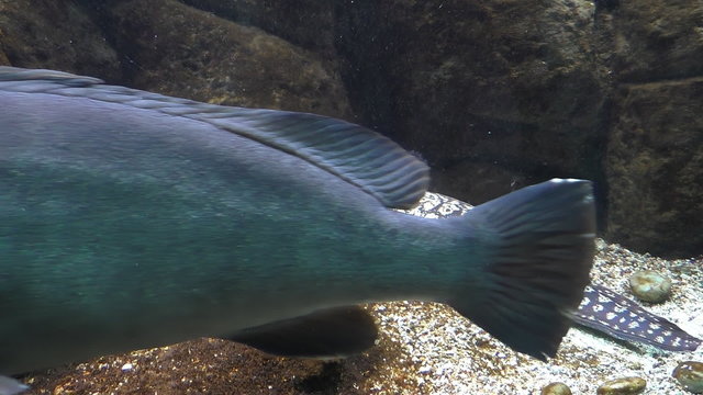 View of full length muraena fish resting on the seabed with open mouth.A big dark blue fish swims between camera and Mediterranean moray