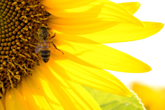 bee pollinating a sunflower