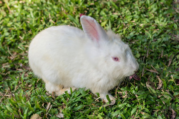 rabbit