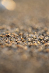 lonely shell : viability