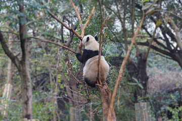 panda