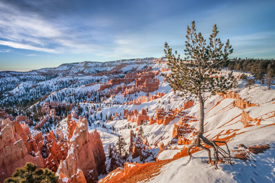 Lone Pine Tree in Bryce Canyon Winter