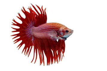 Fototapeta premium betta