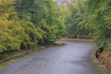 Fototapeta na wymiar road in bamboo forest