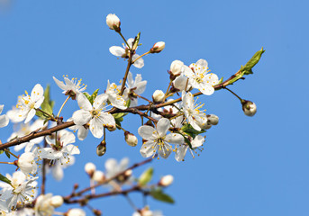 Blossoming apple tree