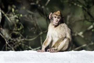 Barbary macaque