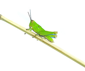 Grasshopper green isolated on white.
