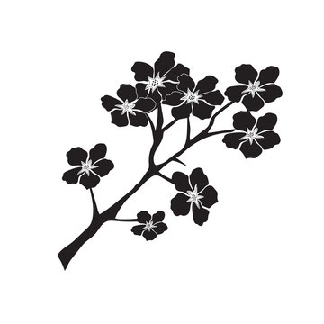 vector illustration of twig of cherry blossom in black color on white background 
