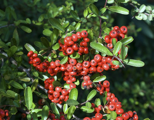 Firethorn Berries Pyracantha