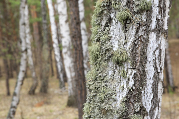 Moss on the trunk of an old birch.